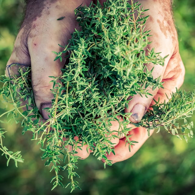 À la découverte des Herbes de Provence