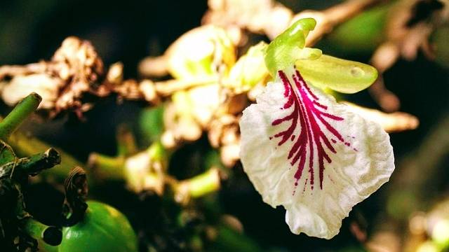 Die Entdeckung von Kardamom