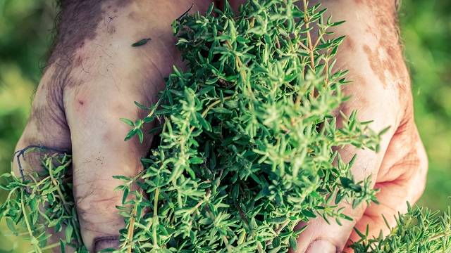 À la découverte des Herbes de Provence
