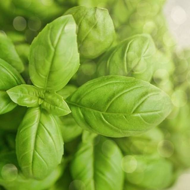 basilic-640x640
