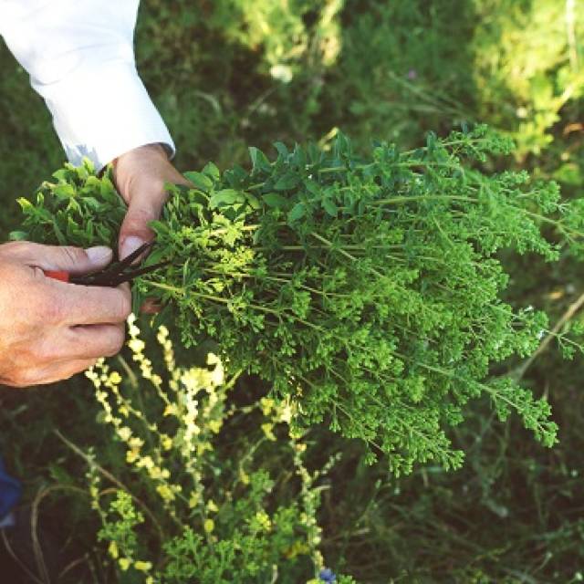 Les Herbes de Provence