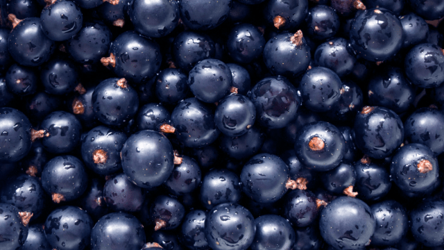 black currant berries