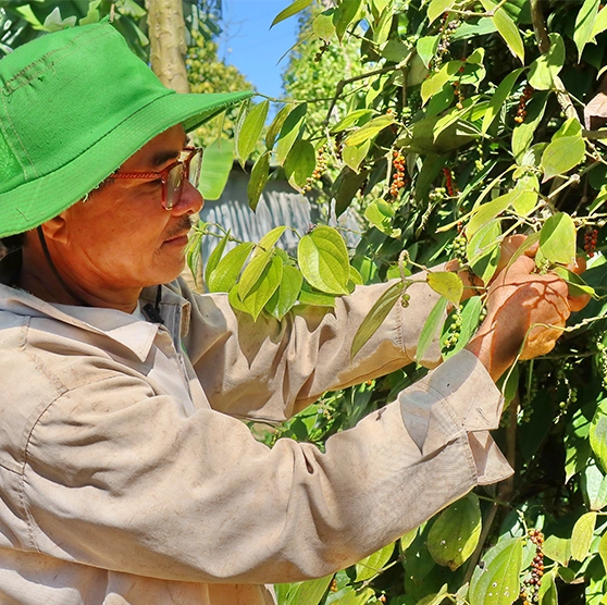 Net Zero Black Pepper